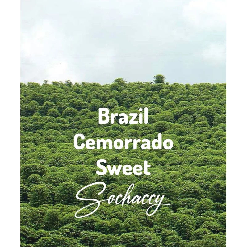 Brazil Cemorrado Sweet | Freshly Roasted Arabica | Coffee Bean. Coffee Brazil | Sochaccy.Co |