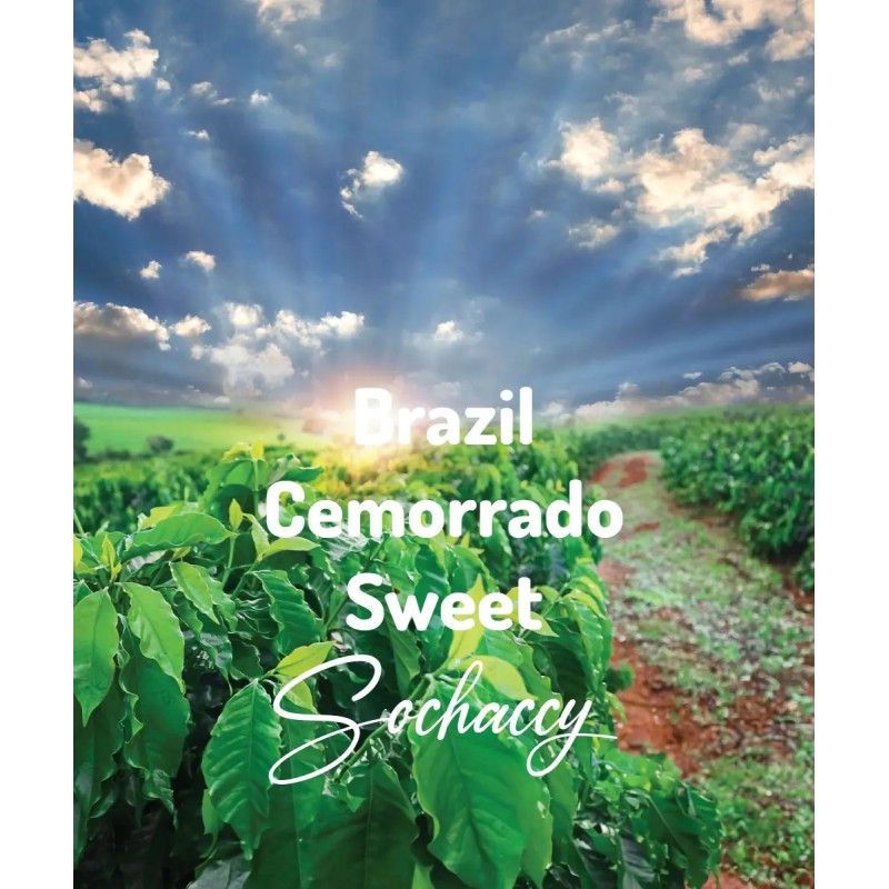 Brazil Cemorrado Chocolate | Freshly Roasted Arabica | Coffee Bean. Coffee Brazil | Sochaccy.Co |