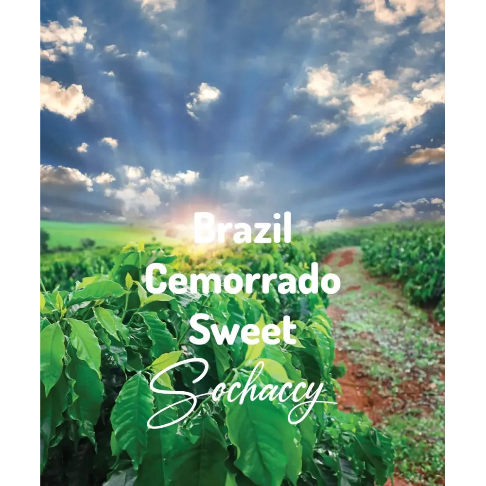 Kawa Brazylia Cemorrado Chocolate |Sochaccy.Co|