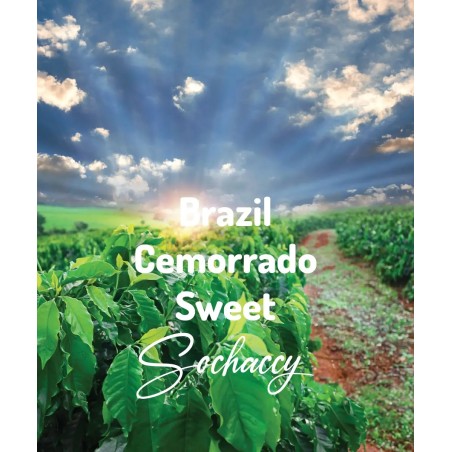 Brazil Cemorrado Chocolate | Freshly Roasted Arabica | Coffee Bean.