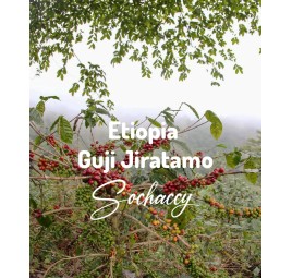 Etiopia Guji Jiratamo | Świeżo Palona Arabica | Kawa Ziarnista|Palarnia Kawy Sochaccy|Etiopia