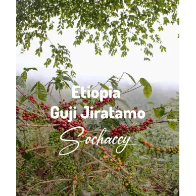 Etiopia Guji Jiratamo | Świeżo Palona Arabica | Kawa Ziarnista