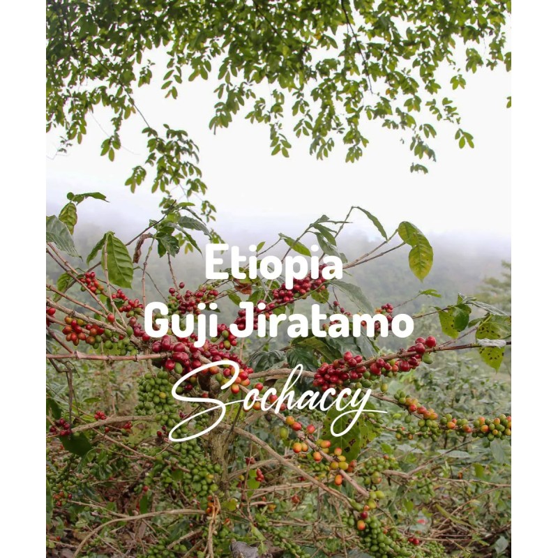 Ethiopia Guji Jiratamo G1 | Freshly Roasted Arabica | Beans Coffee |