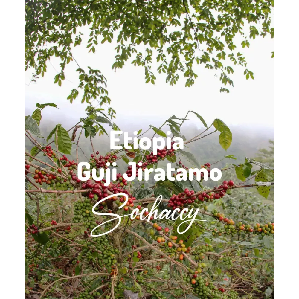 Etiopia Guji Jiratamo G1 | Świeżo Palona Arabica | Kawa Ziarnista |