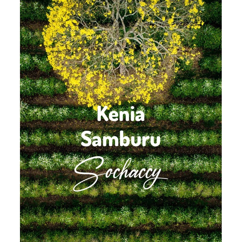 Kenya Samburu | Freshly Roasted Arabica | Coffee Bean. Coffee Kenya | Sochaccy.Co |