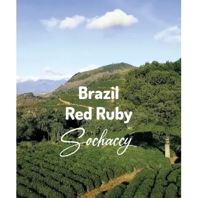 Brazylia Red Ruby | Świeżo Palona Arabica | Kawa Ziarnista