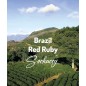 Brazil Red Ruby | Freshly Roasted Arabica | Coffee Bean.