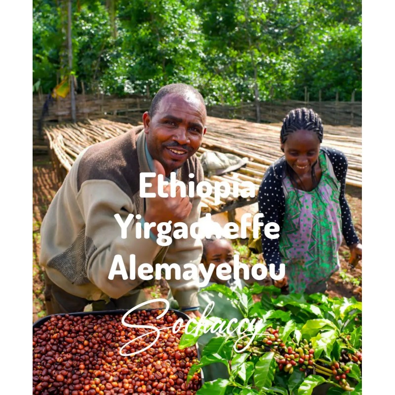 Freshly roasted bean coffee Ethiopia Yirgacheffe Alemayehou