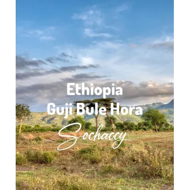 Etiopia Guji Bule Hora | Świeżo Palona Arabica | Kawa Ziarnista
