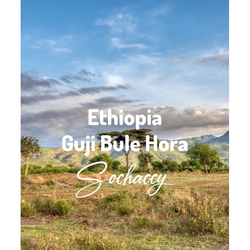 Kawa Etiopia Guji Bule Hora | Świeżo Palona Arabica | Kawa Ziarnista | Sochaccy.Co |Etiopia