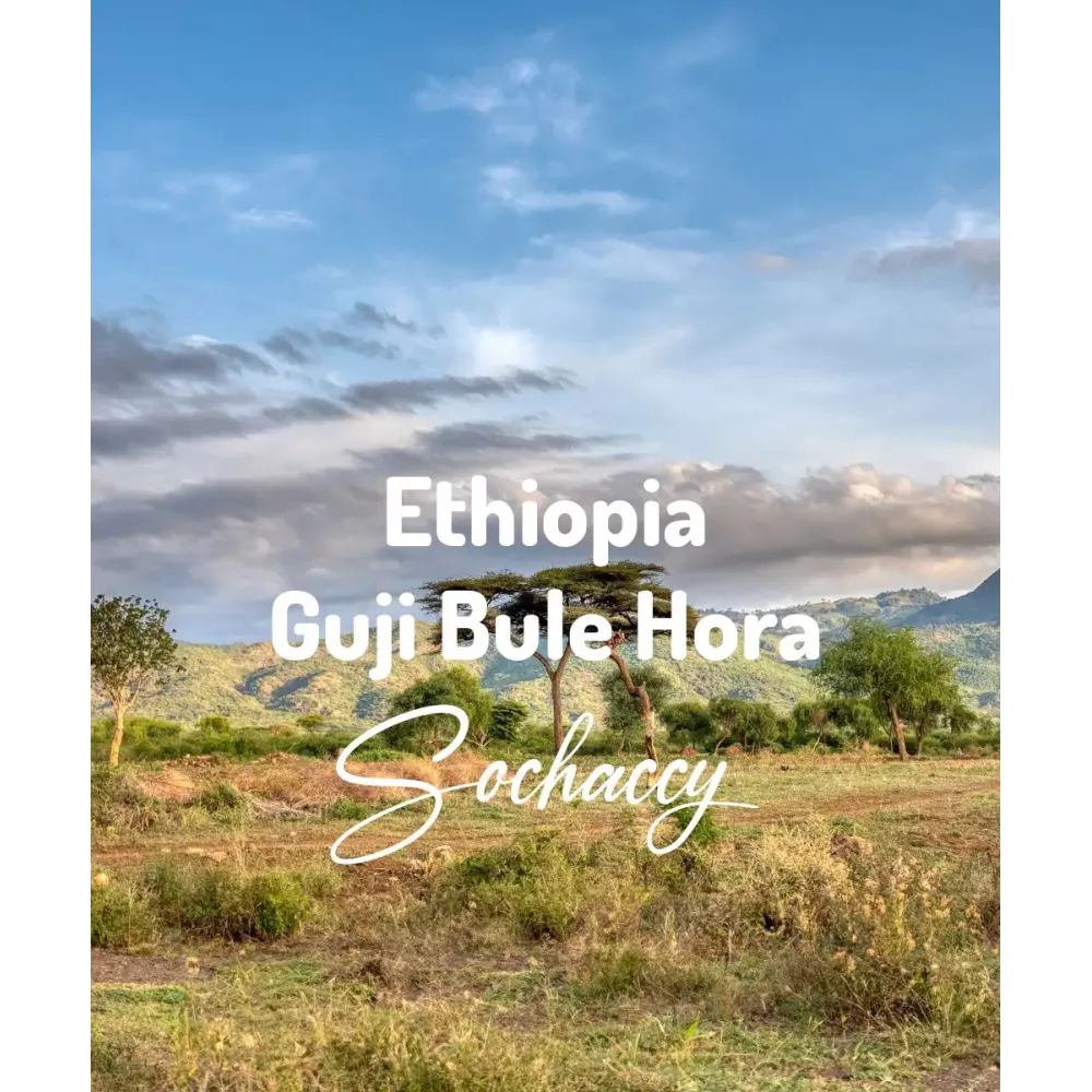 Kawa ziarnista Świeżo Etiopia Guji Bule Hora