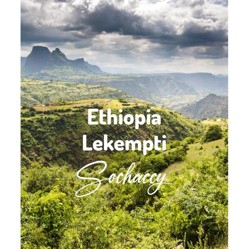 świeżo palona kawa ziarnista Etiopia Lekempti