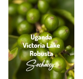 Uganda Victoria Lake Świeżo Palona Robusta Kawa Ziarnista