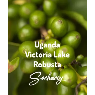 Uganda Victoria Lake | Świeżo Palona Robusta | Kawa Ziarnista