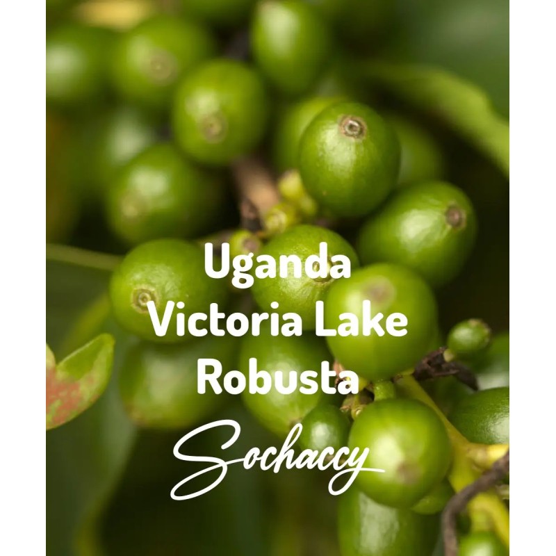 Uganda Victoria Lake Freshly Roasted Robusta Bean Coffee