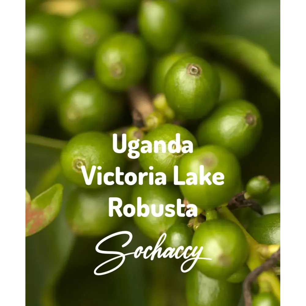 Uganda Victoria Lake Świeżo Palona Robusta Kawa Ziarnista
