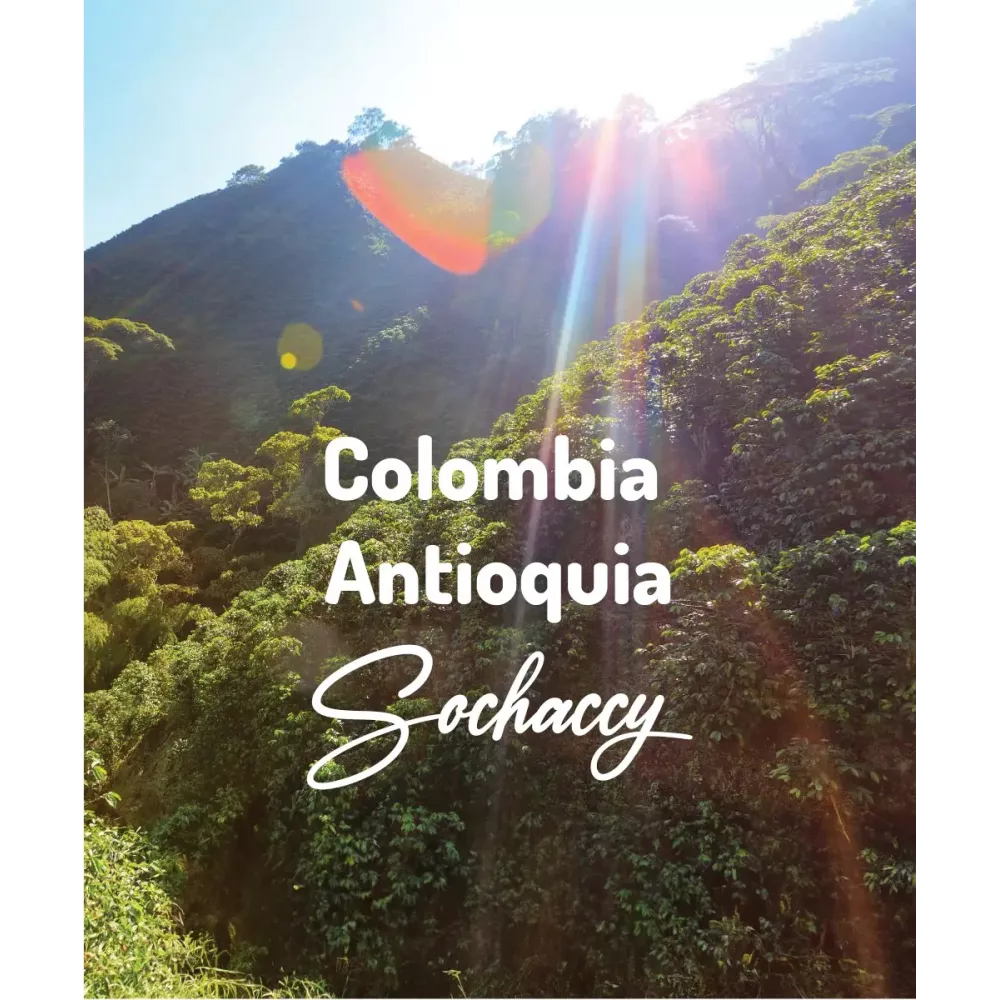 Kolumbia Antioquia Supremo Świeżo Palona Arabica Kawa Ziarnista