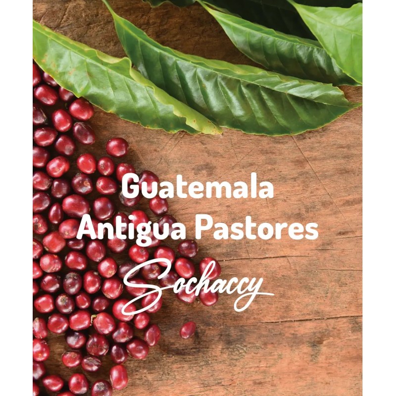 Guatemala Antigua Pastores Freshly Roasted Arabica Bean Coffee