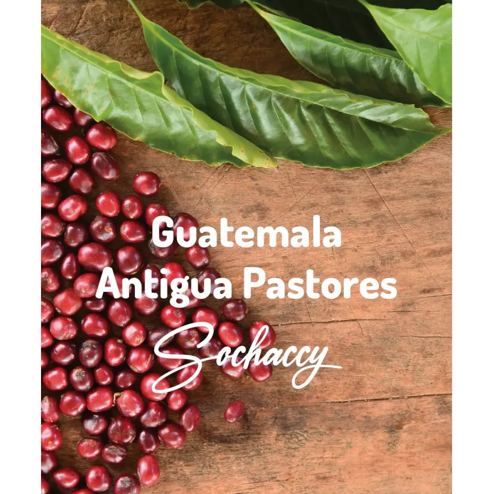 Gwatemala Antigua Pastores Świeżo Palona Arabica Kawa Ziarnista