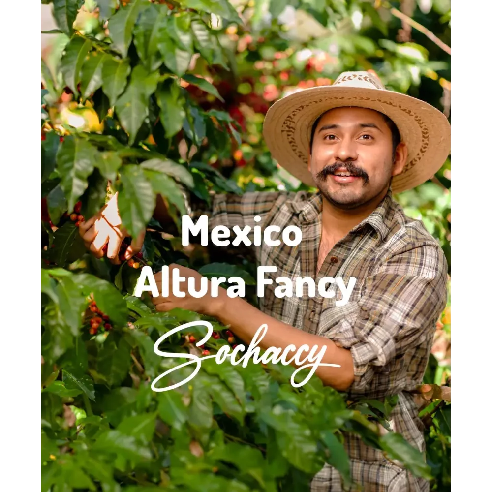 Meksyk Altura Fancy Świeżo Palona Arabica Kawa Ziarnista