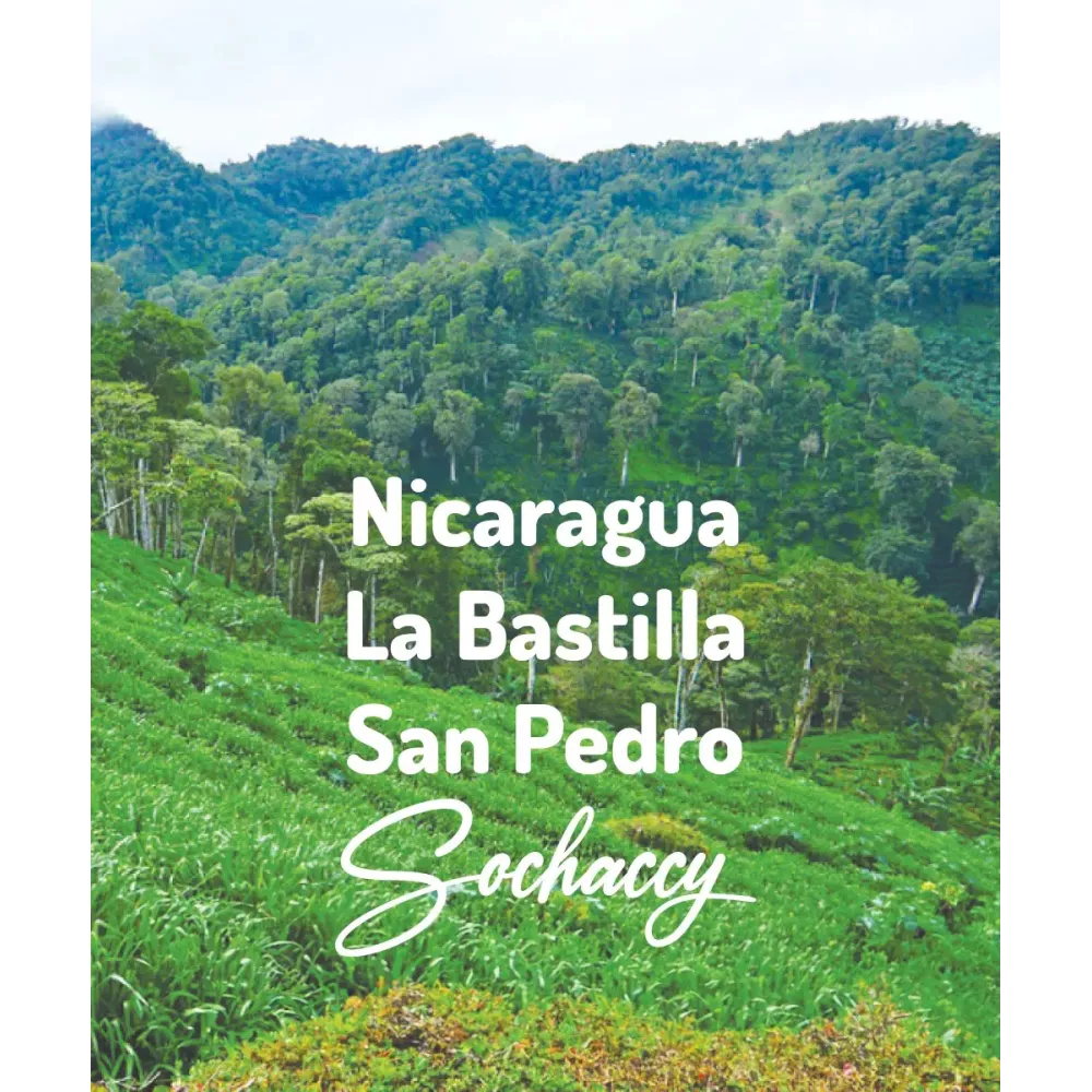 Nikaragua La Bastilla San Pedro Świeżo Palona Arabica Kawa Ziarnista