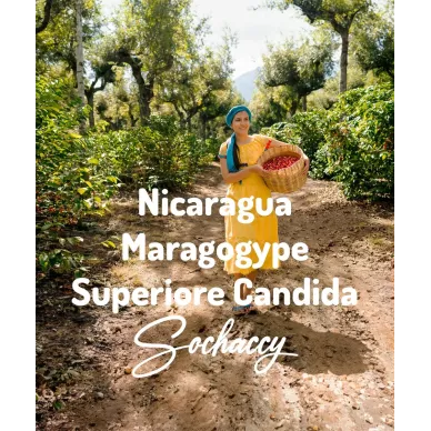 Nikaragua Maragogype Superiore Candida | Świeżo Palona Arabica | Kawa Ziarnista