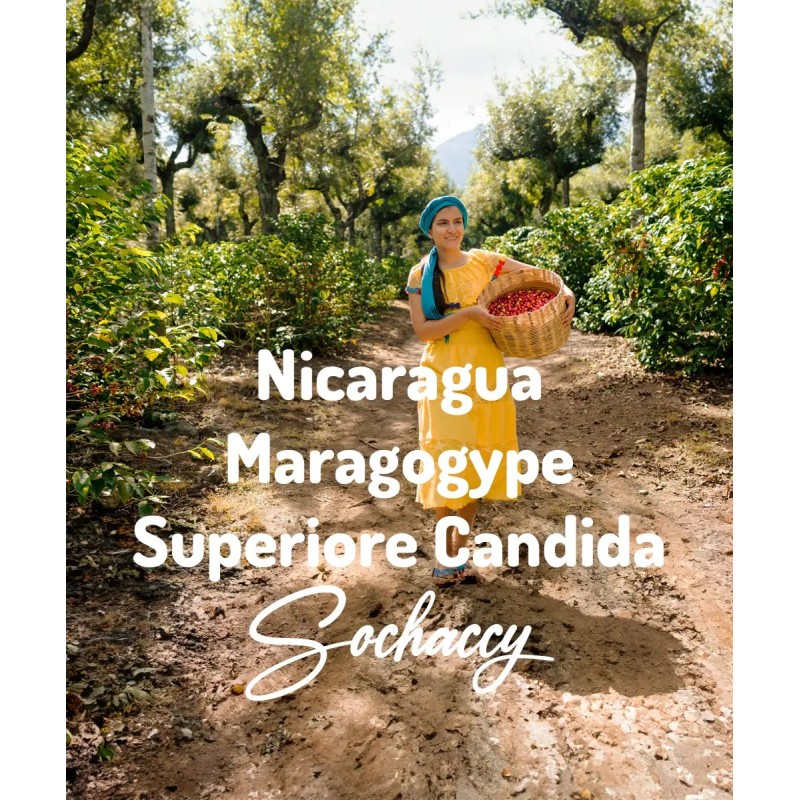 Nikaragua Maragogype Superiore Candida Świeżo Palona Arabica Kawa Ziarnista