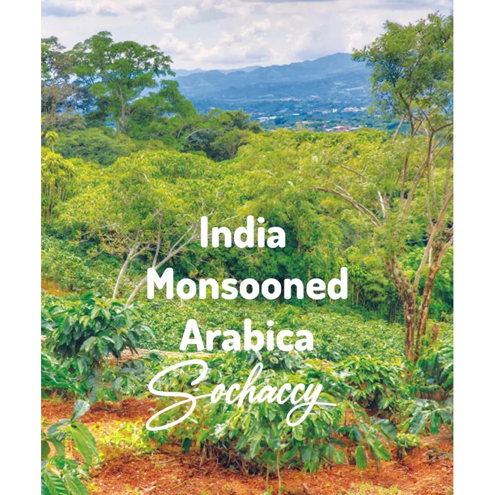 Indie Monsooned AA Świeżo Palona Arabica Kawa Ziarnista