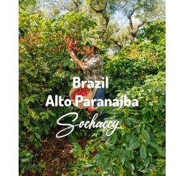 Brazil Alto Paranaíba | Freshly Roasted Arabica | Coffee Bean. Coffee Brazil | Sochaccy.Co |