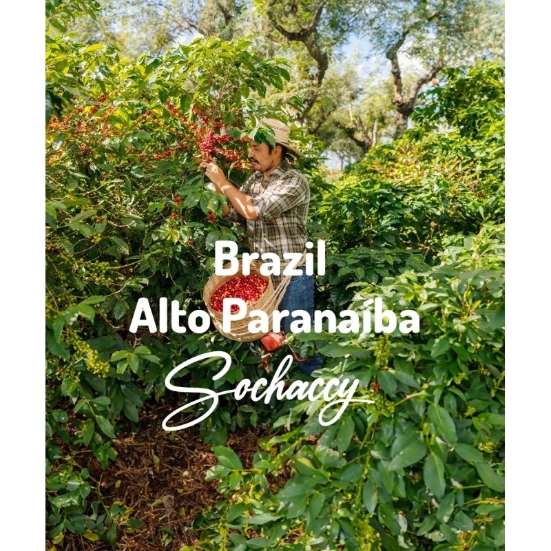 Brazil Alto Paranaíba | Freshly Roasted Arabica | Coffee Bean. Coffee Brazil | Sochaccy.Co |