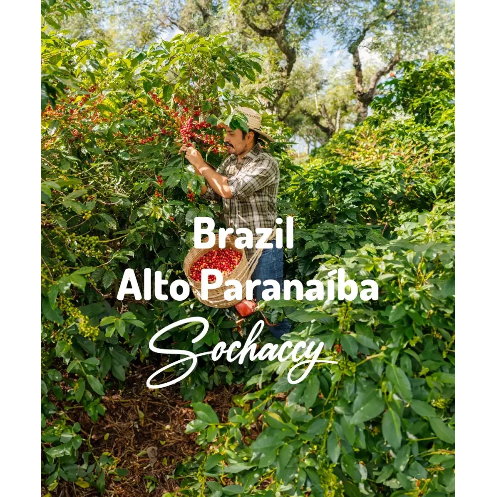 Kawa Brazylia Alto Paranaíba Świeżo Palona Arabica Kawa Ziarnista