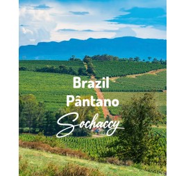 Brazil Pântano | Freshly Roasted Arabica | Coffee Beans Coffee Brazil | Sochaccy.Co |