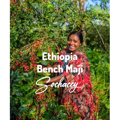 Etiopia Bench Maji | Świeżo Palona Arabica | Kawa Ziarnista