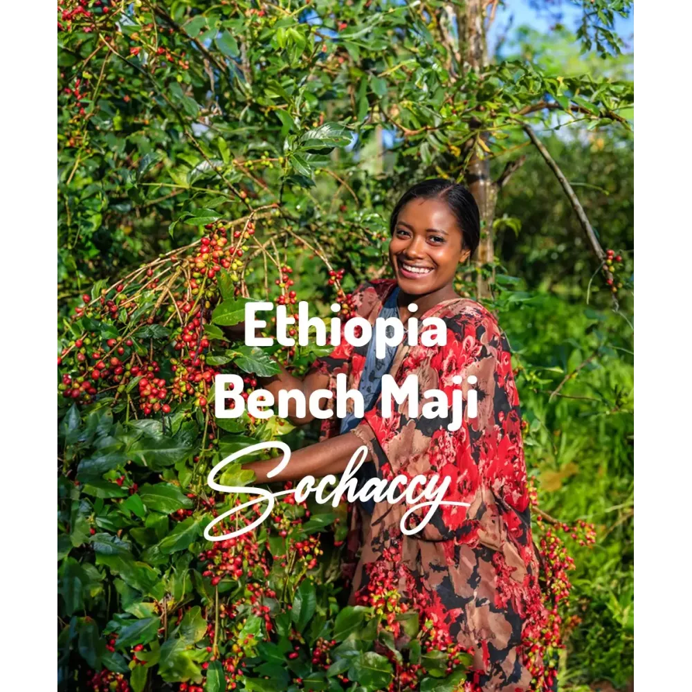 Kawa Etiopia Bench Maji | Świeżo Palona Arabica | Kawa Ziarnista Rzemieślnicza Palarnia Kawy