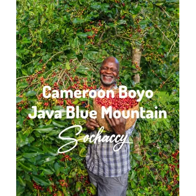 Kamerun Boyo | Świeżo Palona Arabica | Kawa Ziarnista