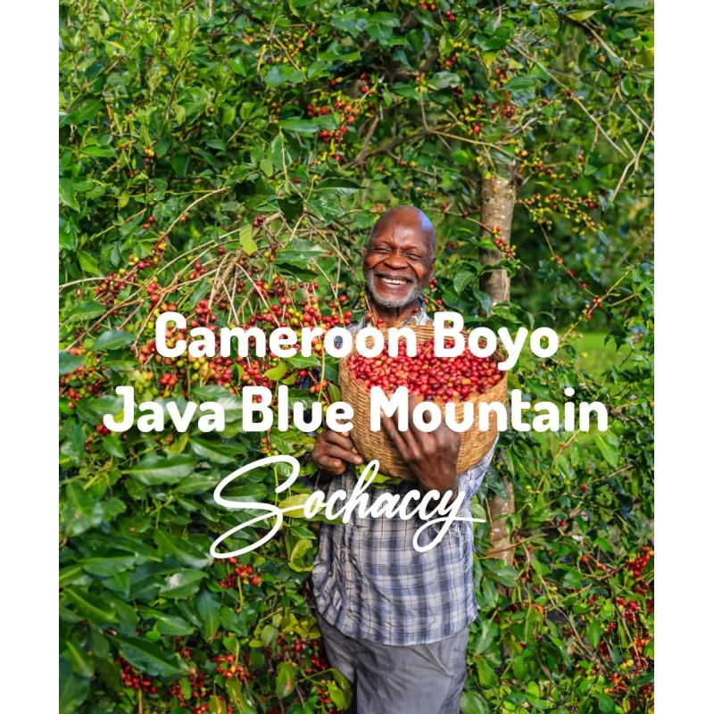 Kawa Kamerun Boyo Świeżo Palona Arabica Kawa Ziarnista Rzemieślnicza Palarnia Kawy
