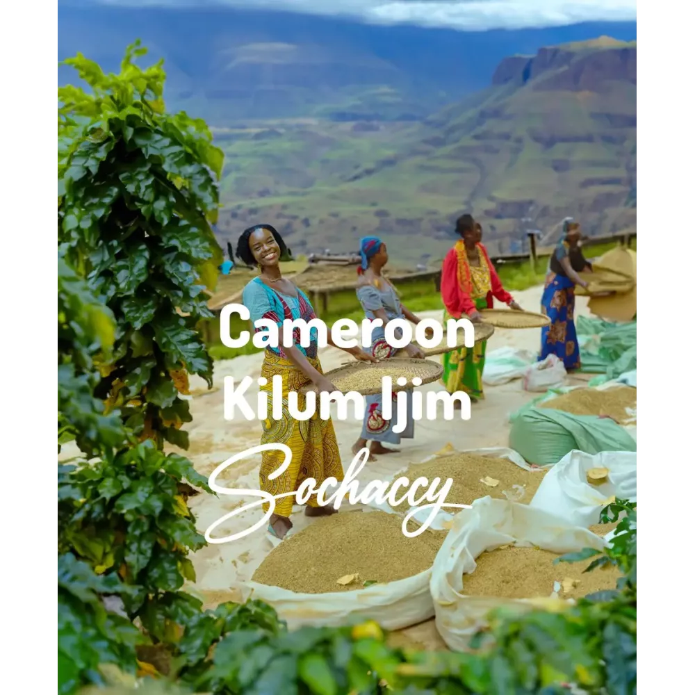 Kawa Kamerun Kilum Ijim Świeżo Palona Arabica Kawa Ziarnista Rzemieślnicza Palarnia Kawy