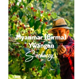 Kawa Myanmar (Birma) Ywangan | Świeżo Palona Arabica | Kawa Ziarnista | Sochaccy.Co |Birma