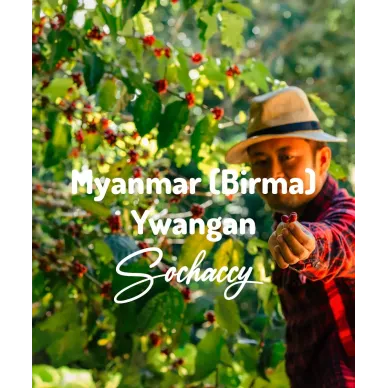 Myanmar (Birma) Ywangan | Świeżo Palona Arabica | Kawa Ziarnista