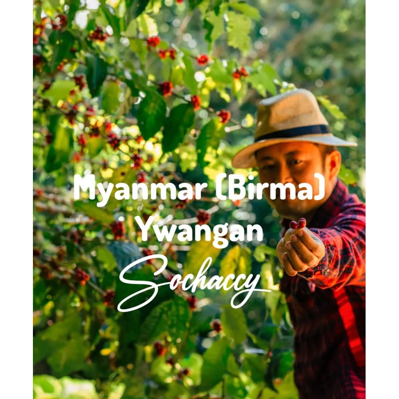 Kawa Myanmar (Birma) Ywangan | Świeżo Palona Arabica | Kawa Ziarnista | Sochaccy.Co |Birma