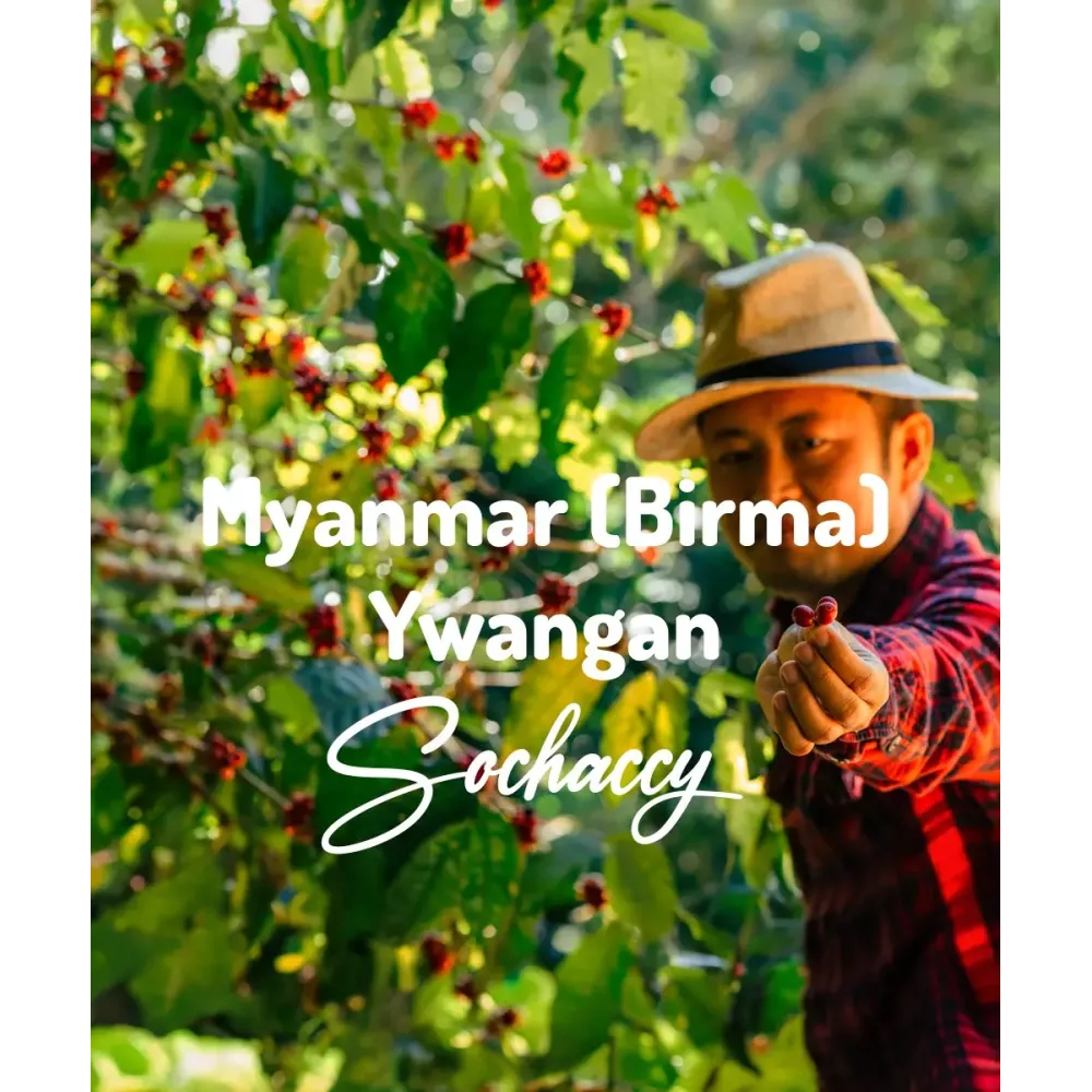 Myanmar (Birma) Ywangan Świeżo Palona Arabica Rzemieślnicza Kawa Ziarnista