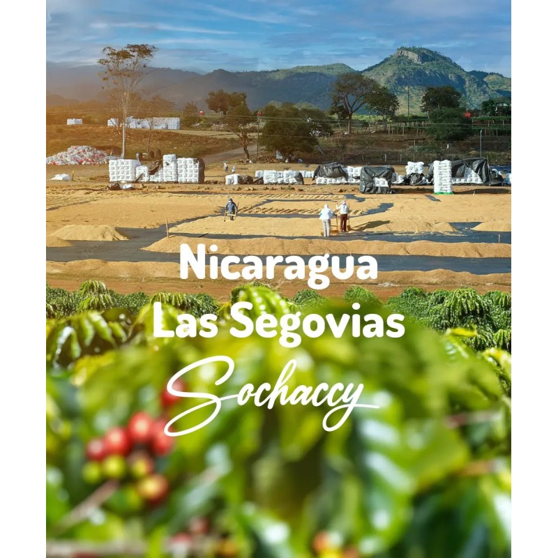 Nicaragua Las Segovias | Freshly Roasted Arabica | Coffee Bean Coffee Nicaragua | Sochaccy.Co |