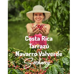 Kawa Kostaryka Tarrazú Navarro Valverde | Świeżo Palona Arabica | Kawa Ziarnista | Sochaccy.Co |Kostaryka