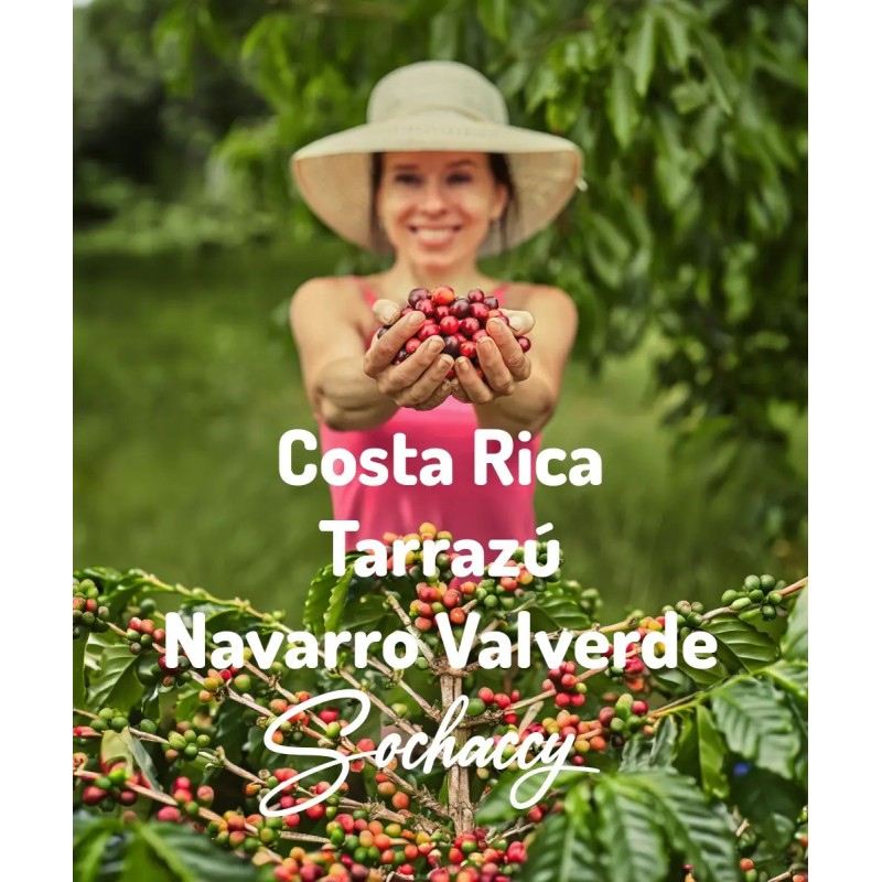 Costa Rica Tarrazú Navarro Valverde | Freshly Roasted Arabica | Coffee Bean. Coffee Costa Rica | Sochaccy.Co |