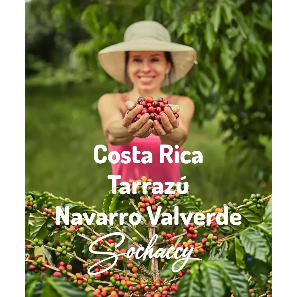 Kawa Kostaryka Tarrazú Navarro Valverde Świeżo Palona Arabica Rzemieślnicza Kawa Ziarnista