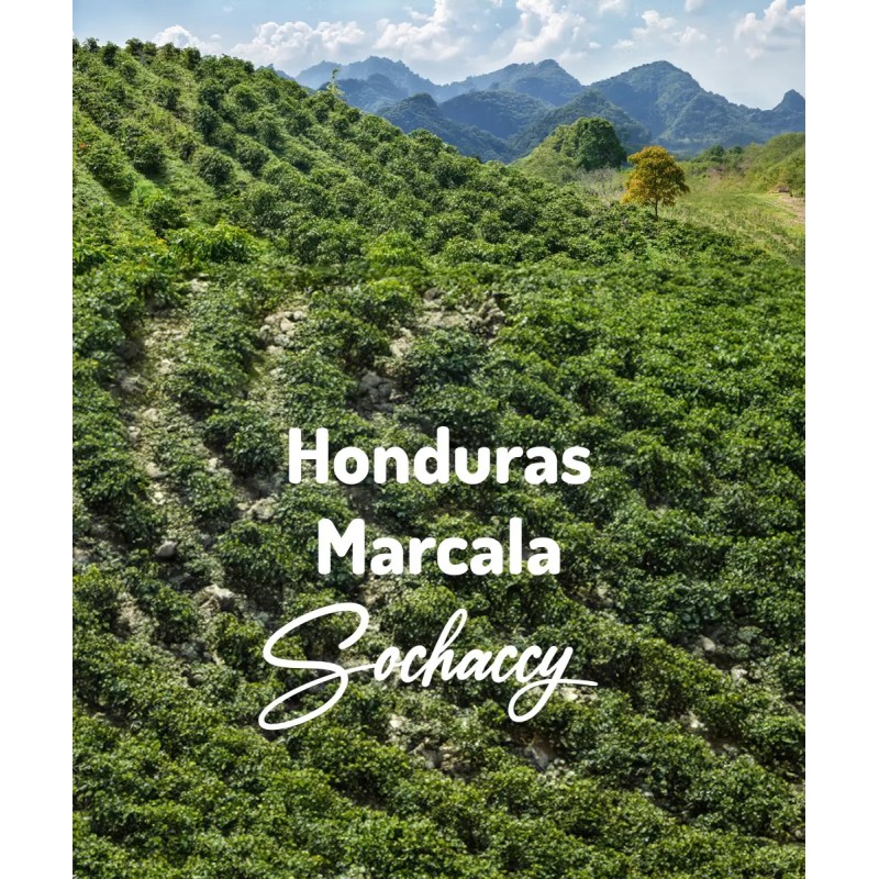 Honduras Marcala | Freshly Roasted Arabica | Beans Coffee Coffee Honduras | Sochaccy.Co |