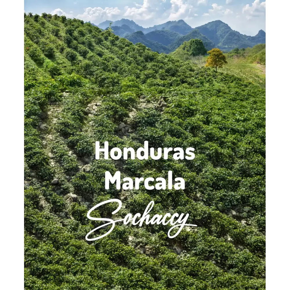 Kawa Honduras Marcala Świeżo Palona Arabica Rzemieślnicza Kawa Ziarnista