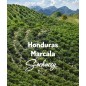 Honduras Marcala | Świeżo Palona Arabica | Kawa Ziarnista