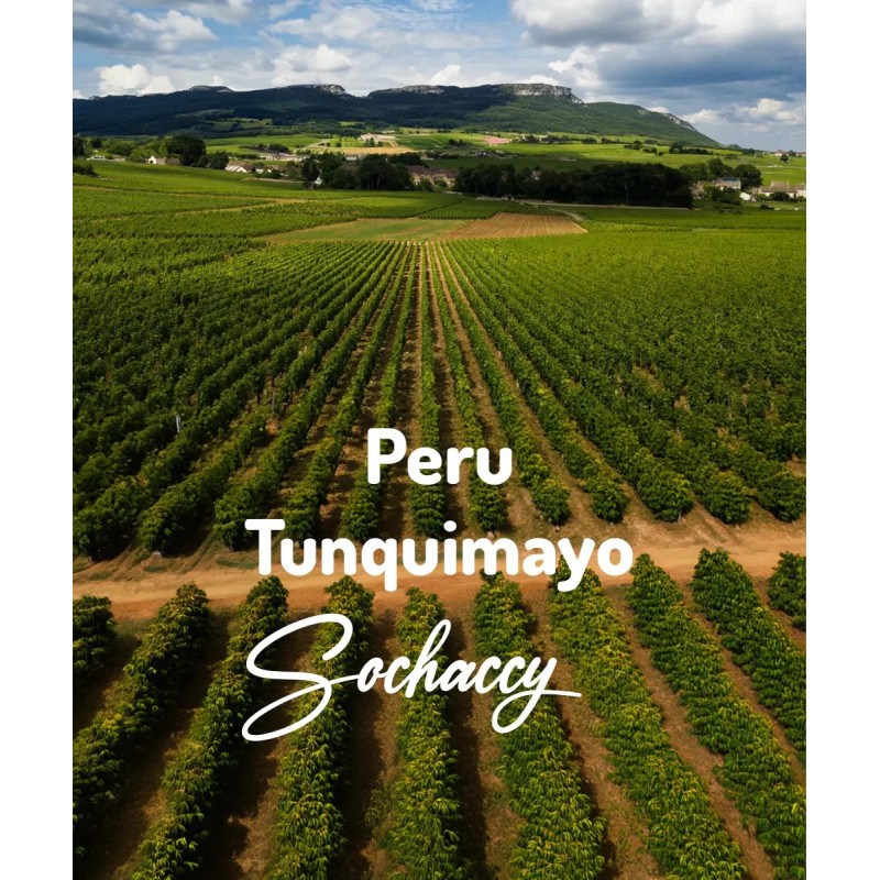 Kawa Peru Tunquimayo | Świeżo Palona Arabica | Kawa Ziarnista | Sochaccy.Co |Peru