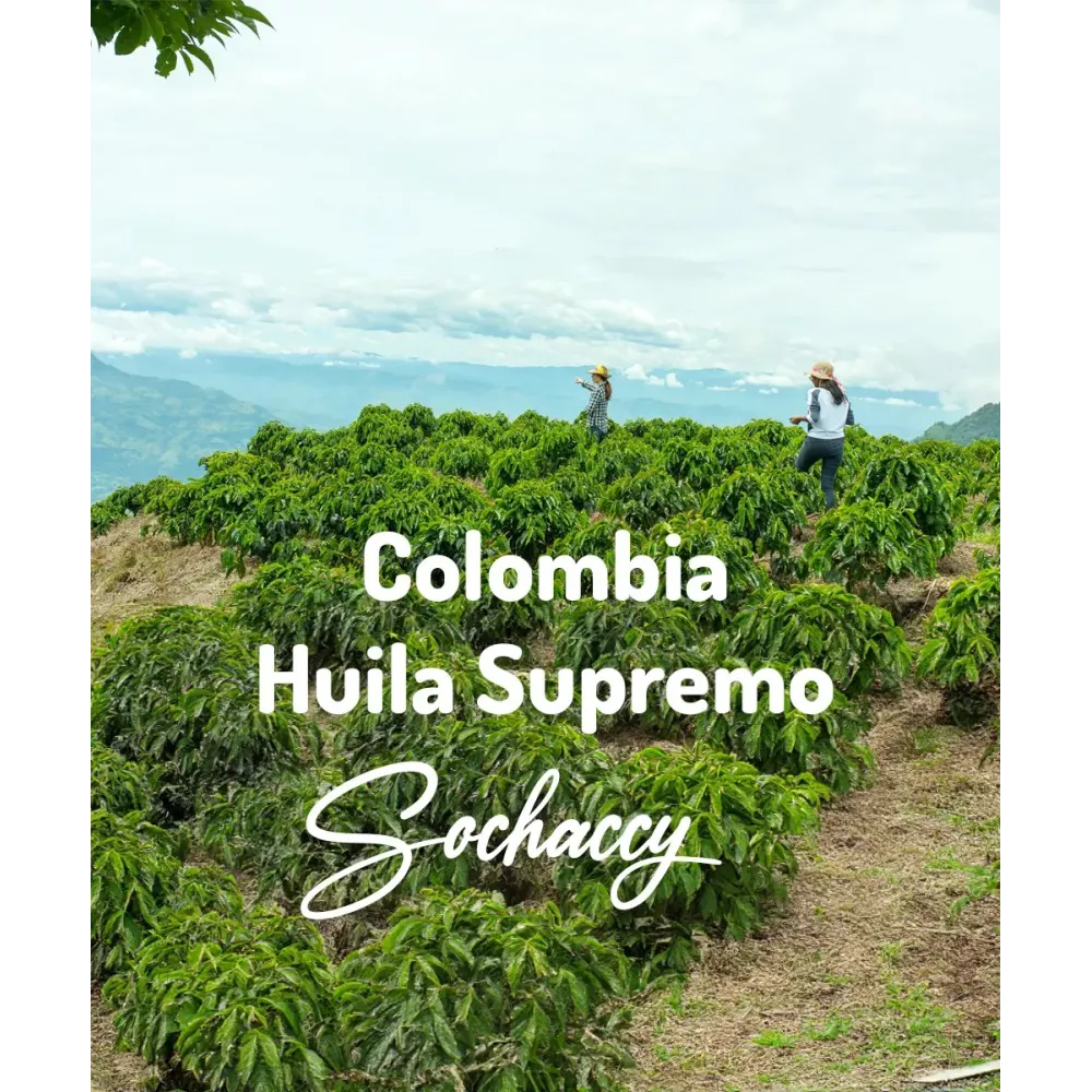 Kawa Kolumbia Huila Supremo Świeżo Palona Arabica Rzemieślnicza Kawa Ziarnista